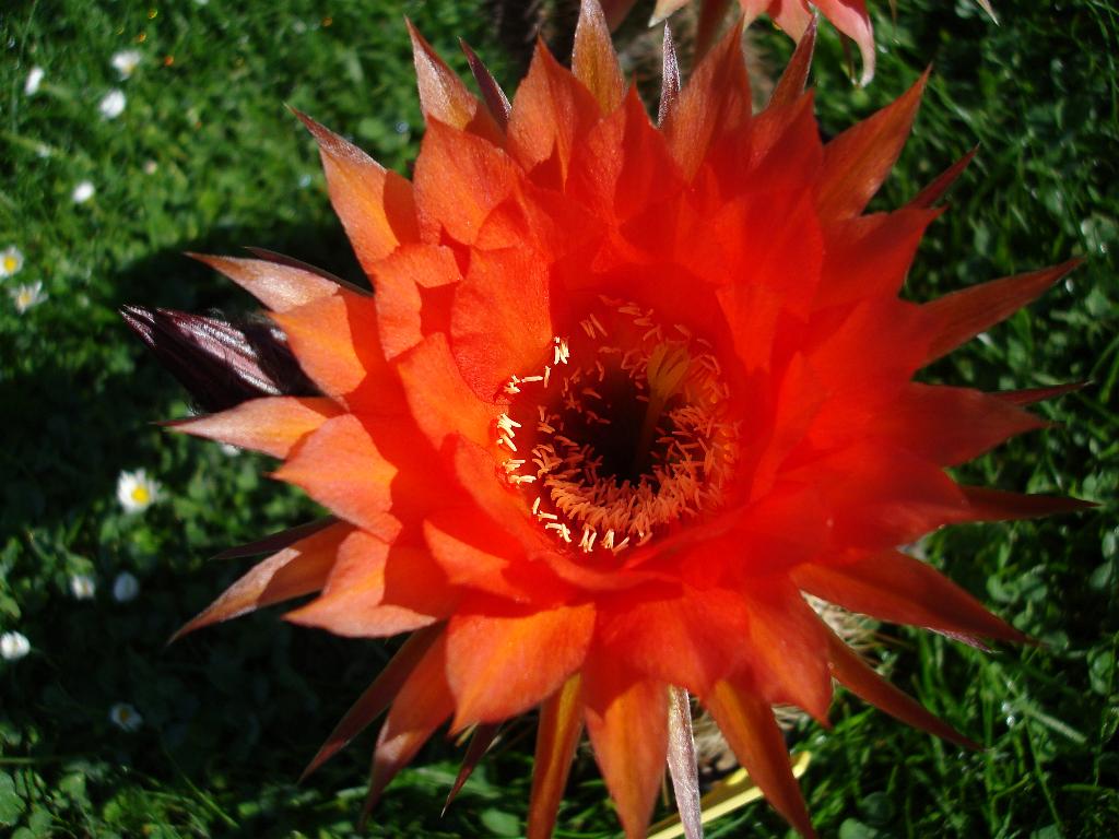 Eigene Echinopsis/RL 05-51 6.jpg
